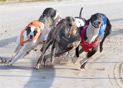 Best greyhound racing bookmakers in 2024 .